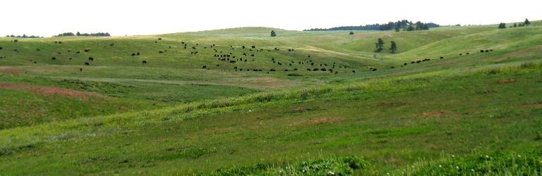 Custer State Park buffalo
