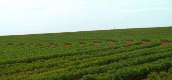 Cotton, circle irrigation & red earth in Texas Panhandle