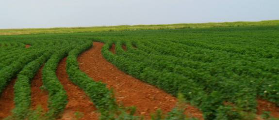 Red earth & Texas panhandle cotton