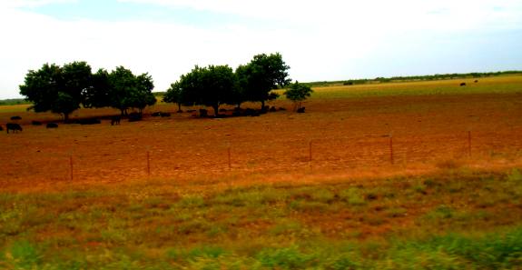 Black Angus Cattle