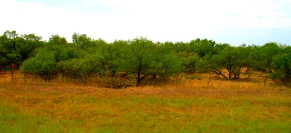 Texas mesquite