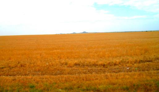 Texas wheat