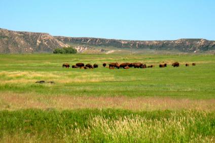 Buffalo in eastern Wyoming with ancient volcanic ash visible in the background