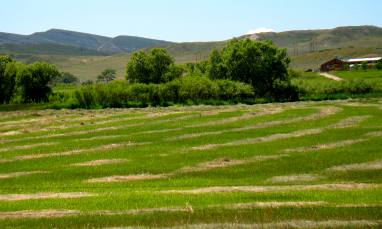 Eastern Wyoming hay field