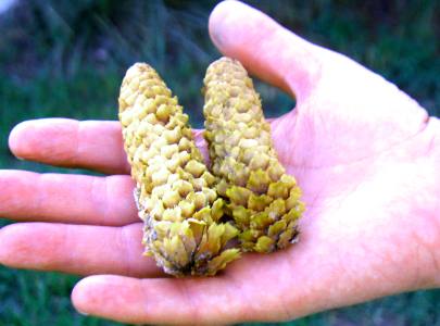 Eastern Wyoming conifer cones we found in the free River Side city park campground in Douglas