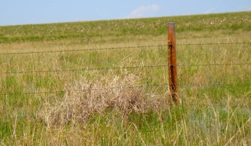 Tumbleweed along Palmer Canyon Road west of Wheatland, Wyoming