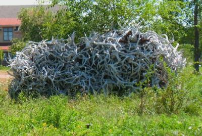 Elk antlers in someones yard in Wheatland, Wyoming