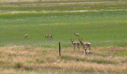 Pronghorn grazing on the outskirts of Wheatland, Wyoming