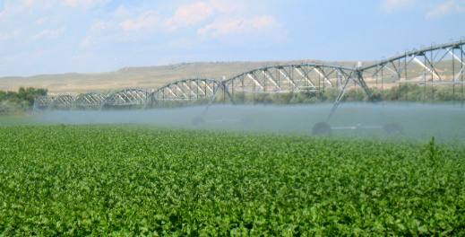 pivot irrigation system on a fielod of sugar beets in Wheatland, Wyoming