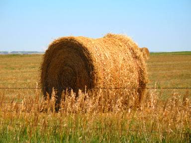 Golden bail of hay near Wheatland, Wyoming