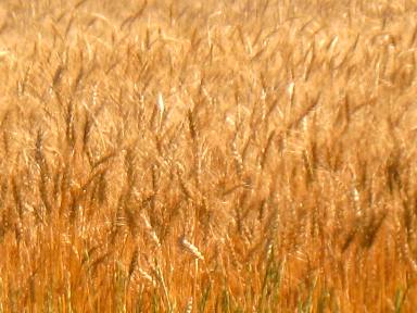 wheat in field near Wheatland, Wyoming