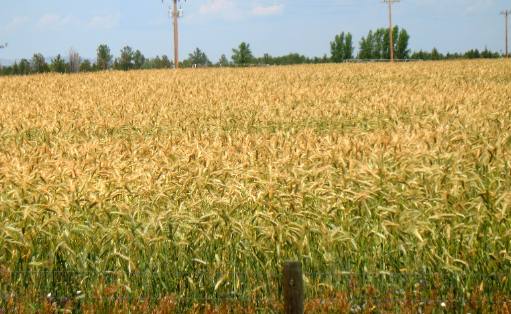 Wheatland Wyoming Grain Field