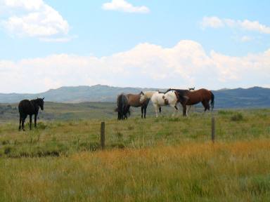 Horses and Laramie Mountains out SR-34 west of Wheatland