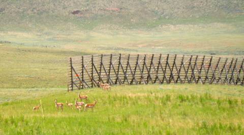 Pronghorn and serious snow fence on Laramie Plateau