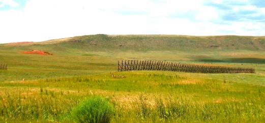 Pronghorn on the Laramie Plateau