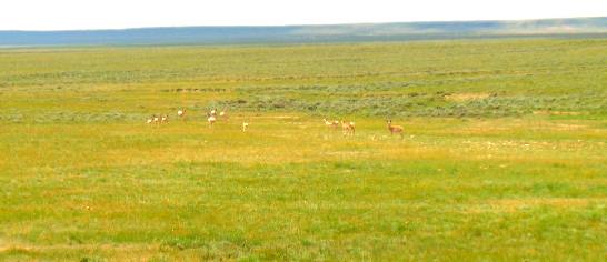 Pronghorn on the Laramie Plateau as seen from SR-34 west of Wheatland