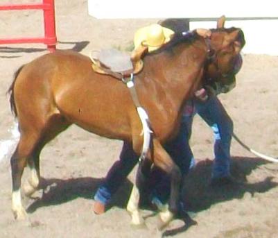 Wild Horse Race Cheyenne Frontier Days Rodeo
