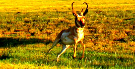 This big buck pronghorn got spooked when we slowed down for a picture