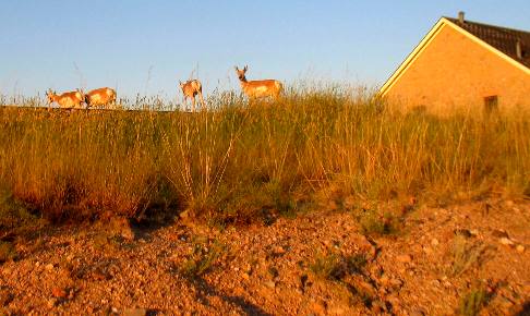 Pronghorn crossing the railroad tracks near Crow Creek Campground as they head toward base housing
