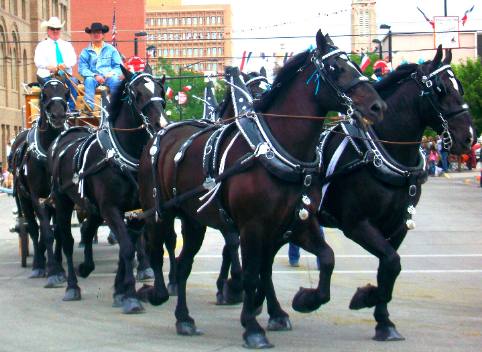 Percherons and show wagon in Cheyenne Frontier Days Parade