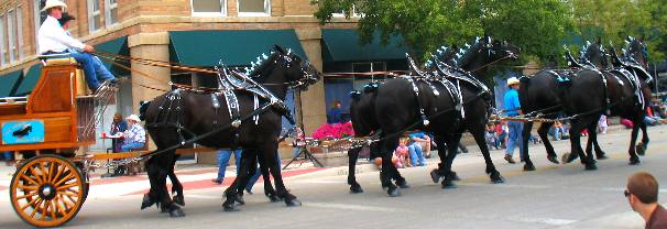 percheron draft horses in Cheyenne Frontier Days Parade