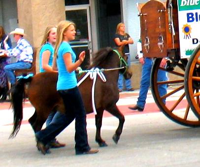 Perchereon colt being walked in Cheyenne Frontier Days Parade