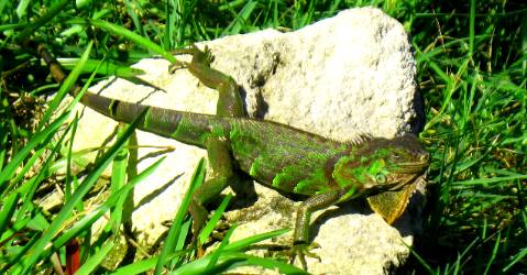 Key West Iguana