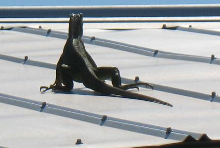 Iguana on roof top in Key West