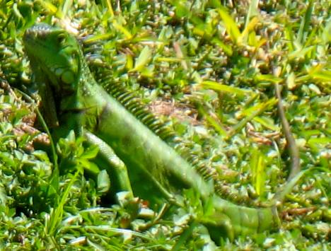Green Iguana in Key West