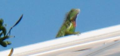 Roof top Iguana in Key West