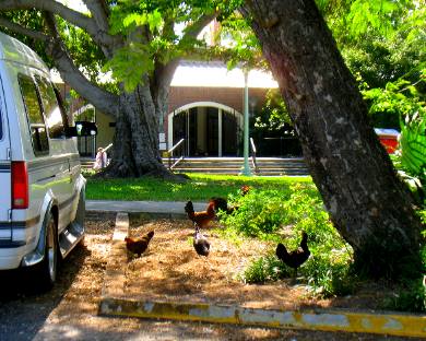 Feral Chickens of Key West