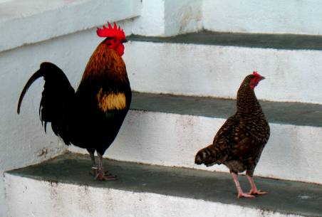 Feral Chickens of Duval Street