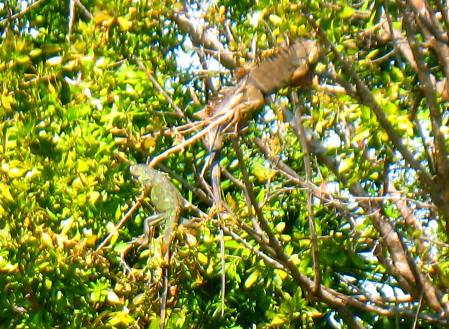 Key West Iguana