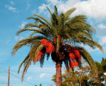 Date Palm - Cortez, Florida