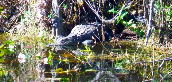 Alligator at Shark Valley visitor center in Everglades National Park