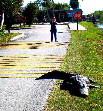 Large Alligator at Shark Valley visitor center in Everglades NP