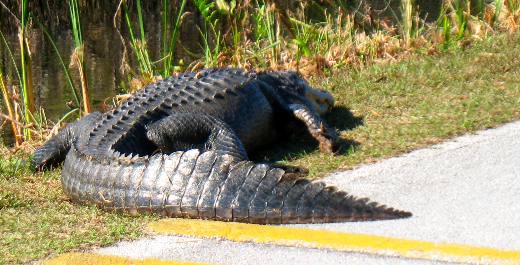 Alligator at Shark Valley visitor center in Everglades NP