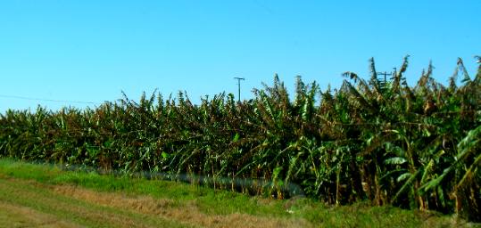 Banana plantation near Homestead, Florida