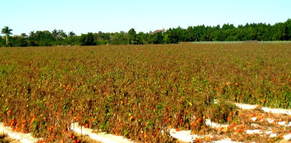 Tomato field Homestead Florida