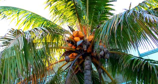 Mallory Square coconut tree