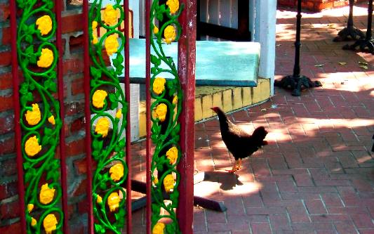 Duval Street Key West Chicken