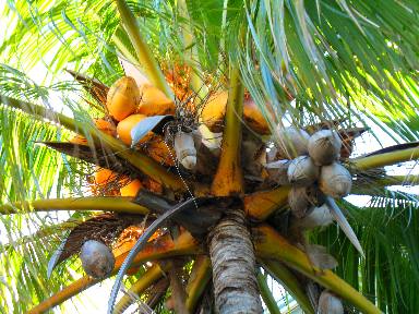 coconut palm was spotted on south Duval Street