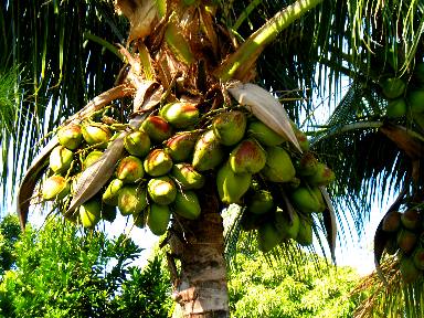 Coconuts in tree just off Duval Street