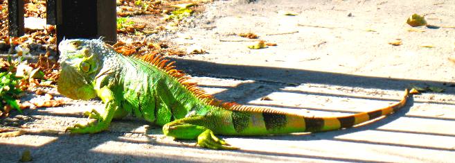 Iguana in Key West