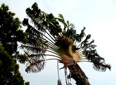 Key West Travelers Palm