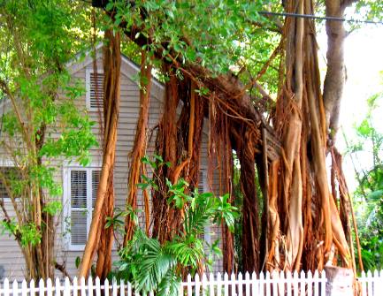 Ficus tree's aerial  roots in Key West