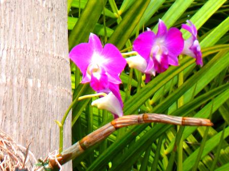 Orchid on Key West Palm