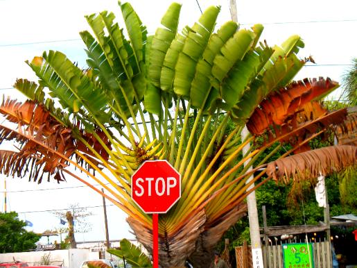 Key West Travelers Palm
