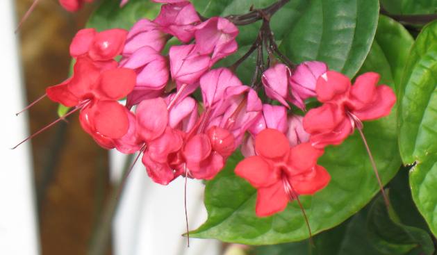 Key West bleeding heart