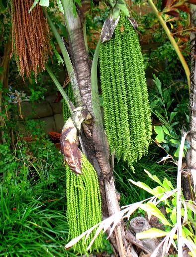 Fish tail palm bloom